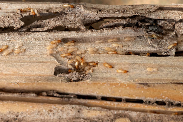Best Best Pest Control Companies  in Fairburn, GA